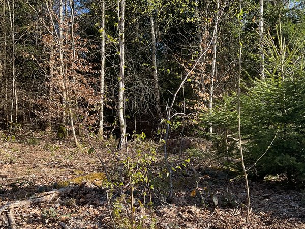 Symbolbild Wald