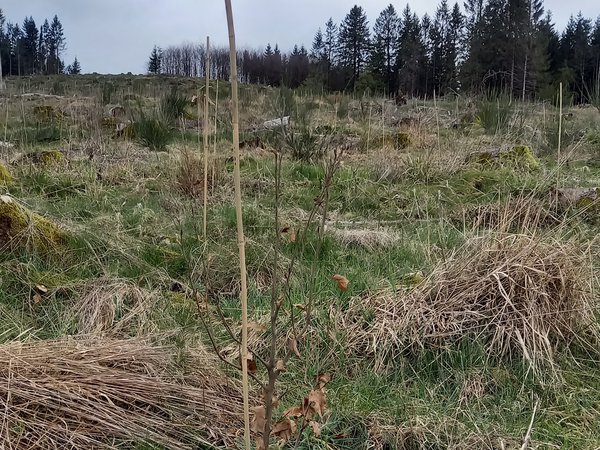 Neu gepflanzte Setzlinge im Stadtwald 
