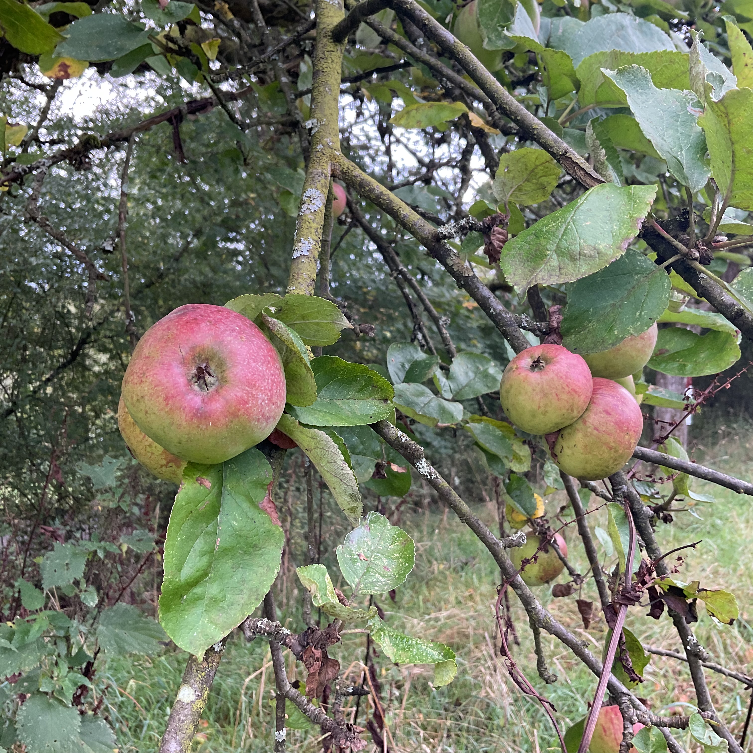 Apfelernte auf Sunderns Streuobstwiesen