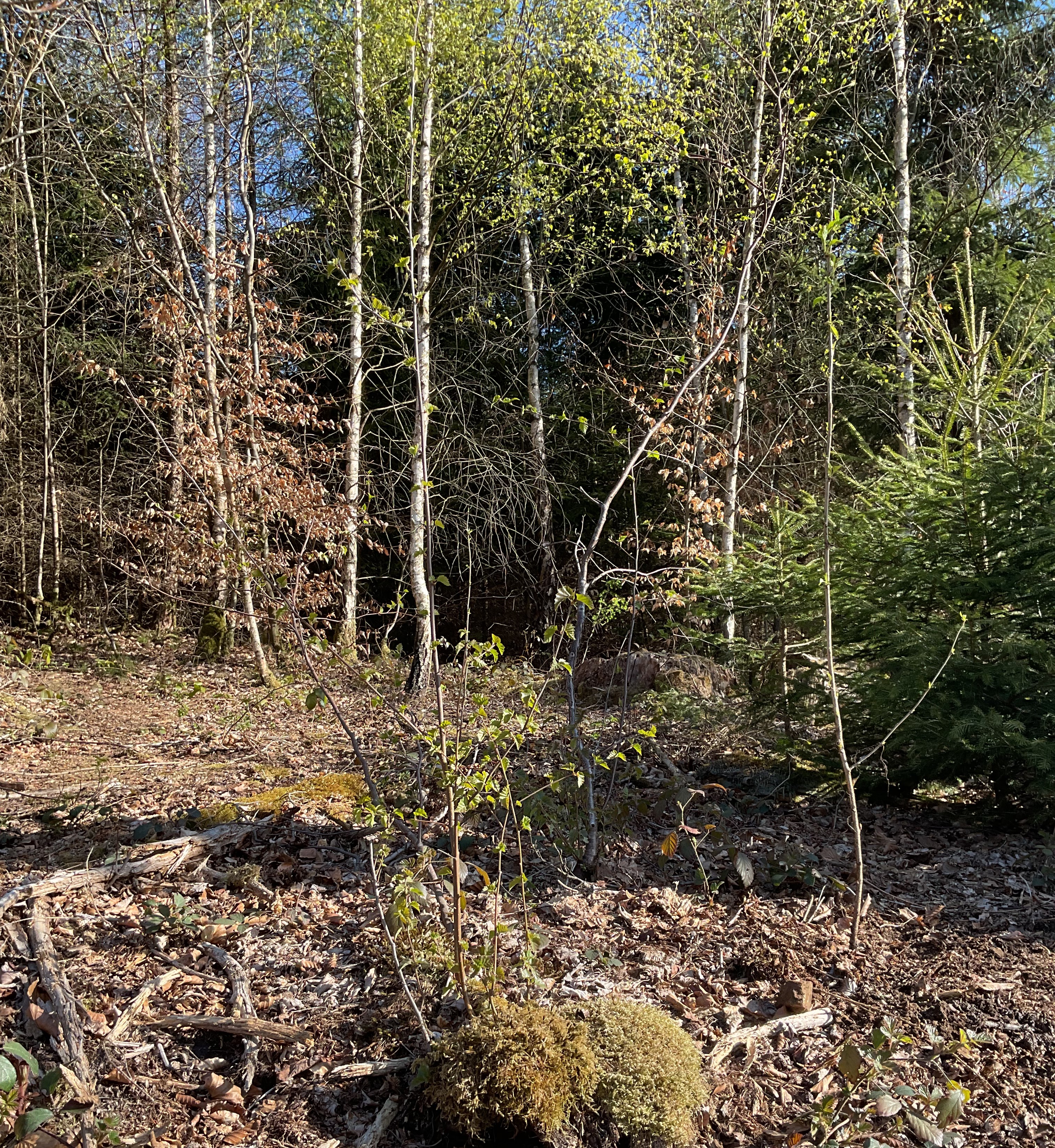 Symbolbild Wald